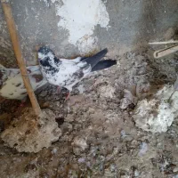 کبوتر|پرنده|سمنان, |دیوار