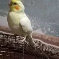 جوجه. عروس هلندی