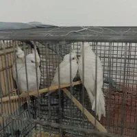 طوطی|پرنده|خرمشهر, |دیوار