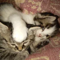 واگذاری سه بچه گربه به همراه مادر مهربان اهلی