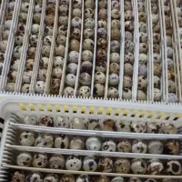 تخم نطفه دار بلدرچین