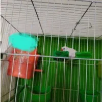 فنچ نر|پرنده|چناران, |دیوار