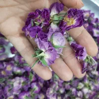 گل محمدی|گل و گیاه طبیعی|ساوه, |دیوار