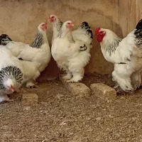 تخم نطفه دار برهما کلمبین لایت