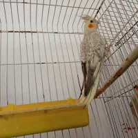 عروس هلندی