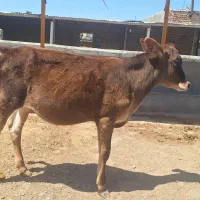 گوساله ماده جرسی آماده داشت