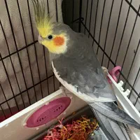 یک عروس هلندی نر