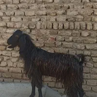 بز غاله نر چاق سالم