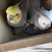 عروس هلندی مولد