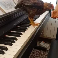 جوجه خروس