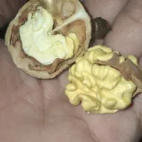 گردوی نوبرسفید روغنی