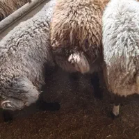 بره چاق