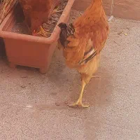 فروش فوری جوجه مرغ