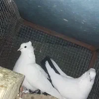 کبوتر دم سیاه