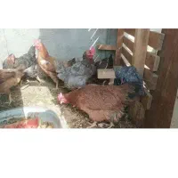 مرغ وخروس جهت قربانی کردن آدرس کلیشاد میباشد