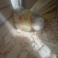 عروس هلندی مولد
