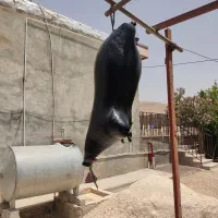 هیزه گوسفند درجه یک