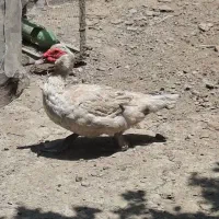 اردک نقره‌ای و طوسی