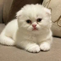 اسکاتیش سفید کله خرسی نر لانگهیر