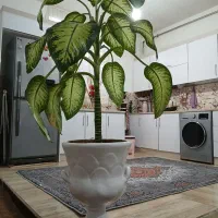 گل طبیعی|گل و گیاه طبیعی|پارسآباد, |دیوار