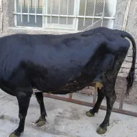 گاو رسمی با گوساله