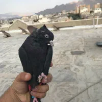 کفتر