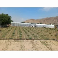 گلخانه در امین اباد