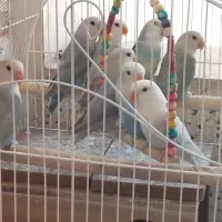طوطی فیشر رنگ خاص