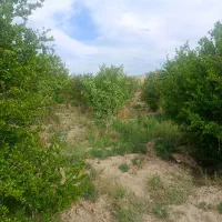 باغ-انار-معاوضه-با-خودرو