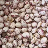 پخش لوبیا چیتی اعلا