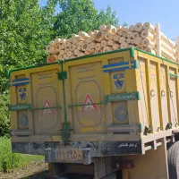 خرید و فروش چوب درخت صنوبر