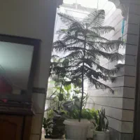 اجاره آپارتمان