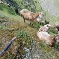 سلام دوستان قوج مغانی وتوغلی