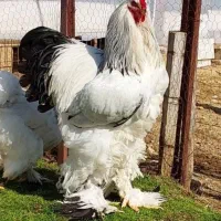 تخم برهما نطفه دار