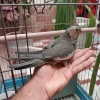 جوجه عروس هلندی