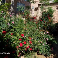 گل رز رونده مخملی مخلوط هلندی رنگارنگ