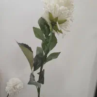 گل بدون گلدان