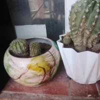 فروش انواع گل طبیعی