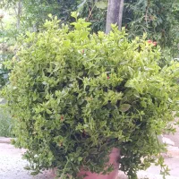 گل یخ
