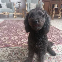 واگذاری پودل مینیاتوری اصیل