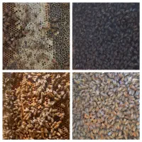 عسل طبیعی، تازه و مستقیم از کندو