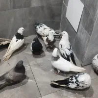 سلام 11کبوتردرجه یک زات قدیم