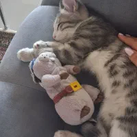 بچه گربه نر سه و نیم ماهه