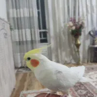 عروس هلندی