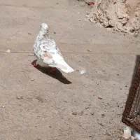تعدادی دمسفید