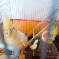 عروس هلندی با جوجه