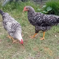نیمچه مرغ و خروس آمروک