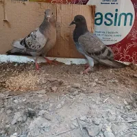 کبوتر