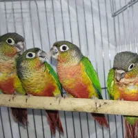 جوجه گرینچیک یلو ساید نرمه خور