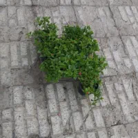 گل یخ|گل و گیاه طبیعی|مشهد, کوی دروی|دیوار